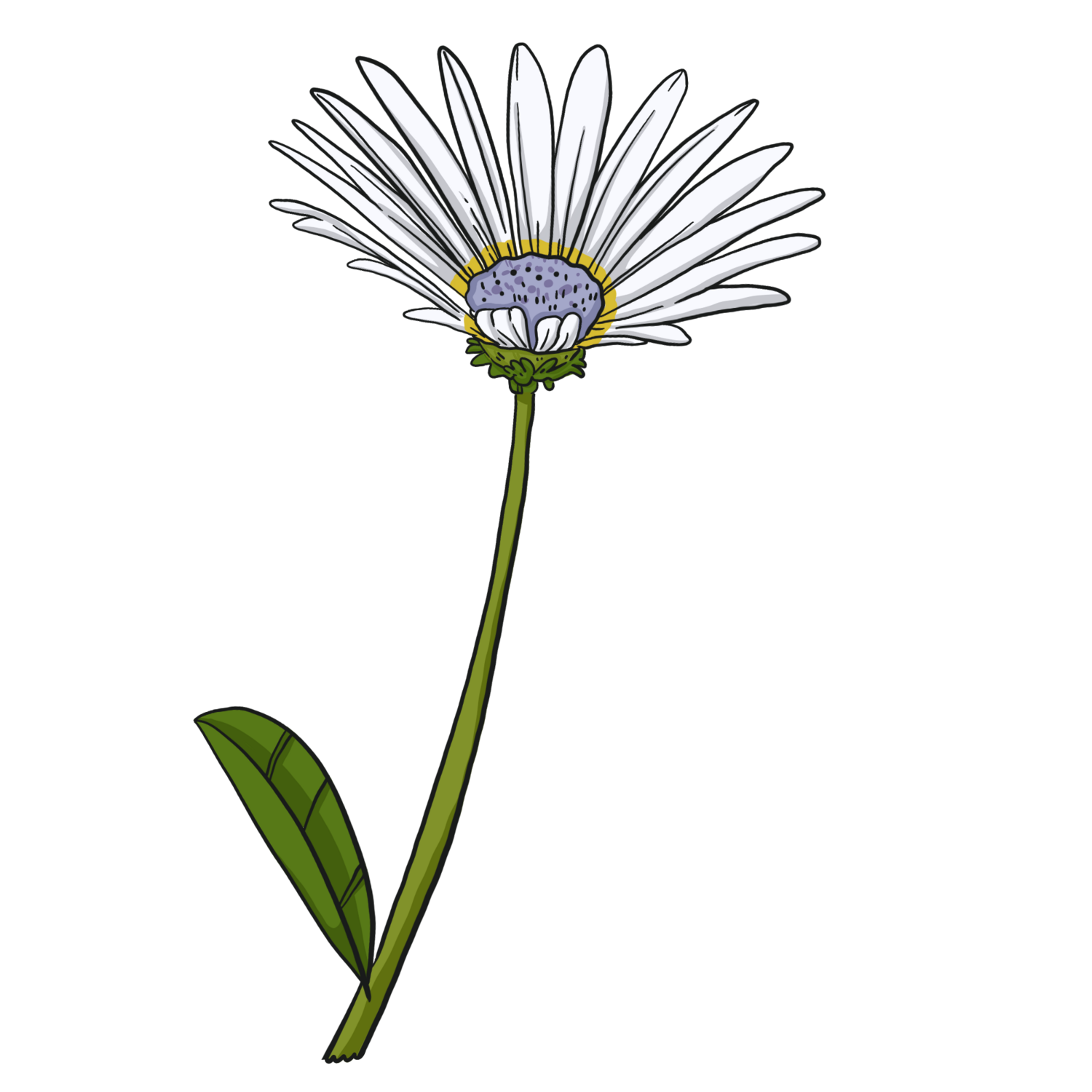 Blue Eye African Daisy - Arctotis Venusta
