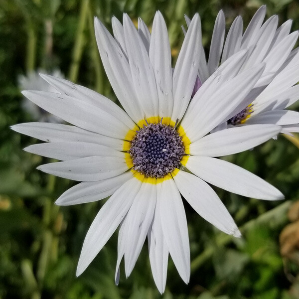 Blue Eye African Daisy - Arctotis Venusta