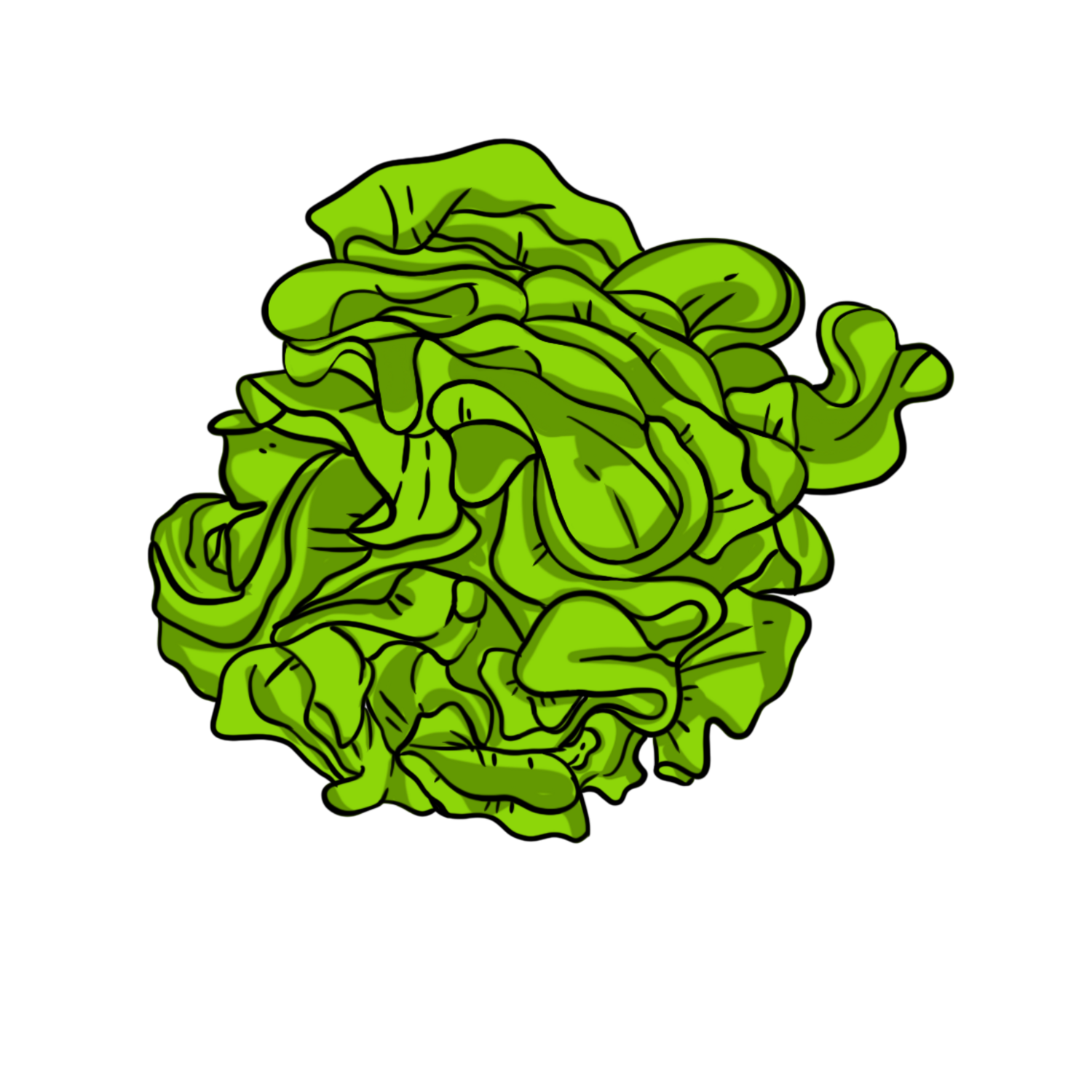 Panisse Lettuce