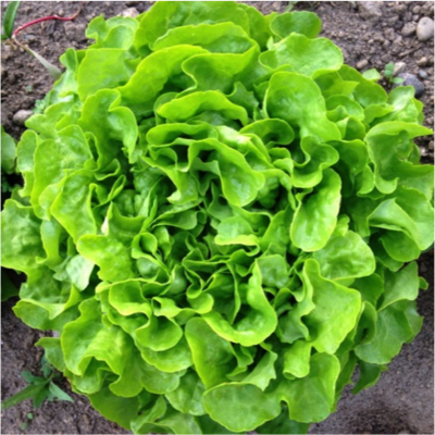 Panisse Lettuce