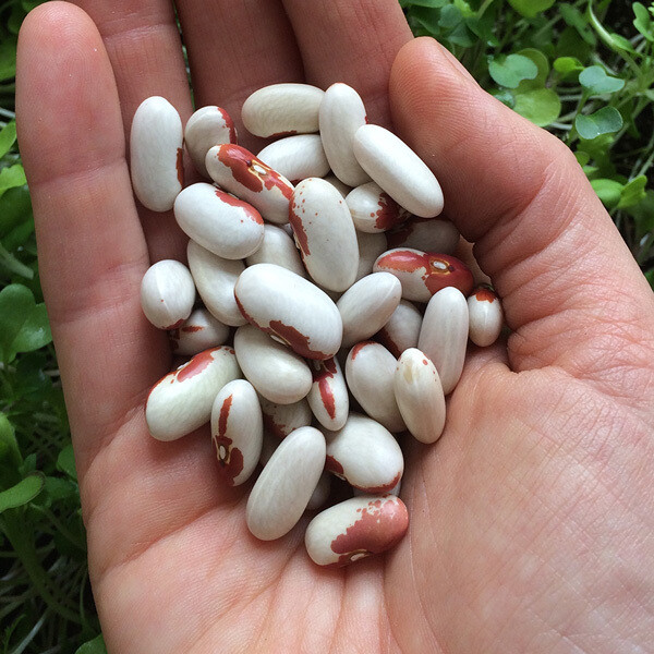 Soldier bush bean