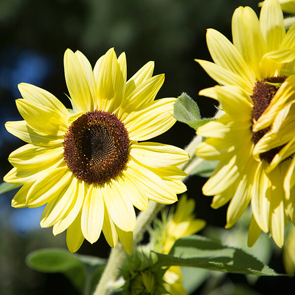 Lemon Queen Heirloom Sunflower crossed Morrisville Sunflower