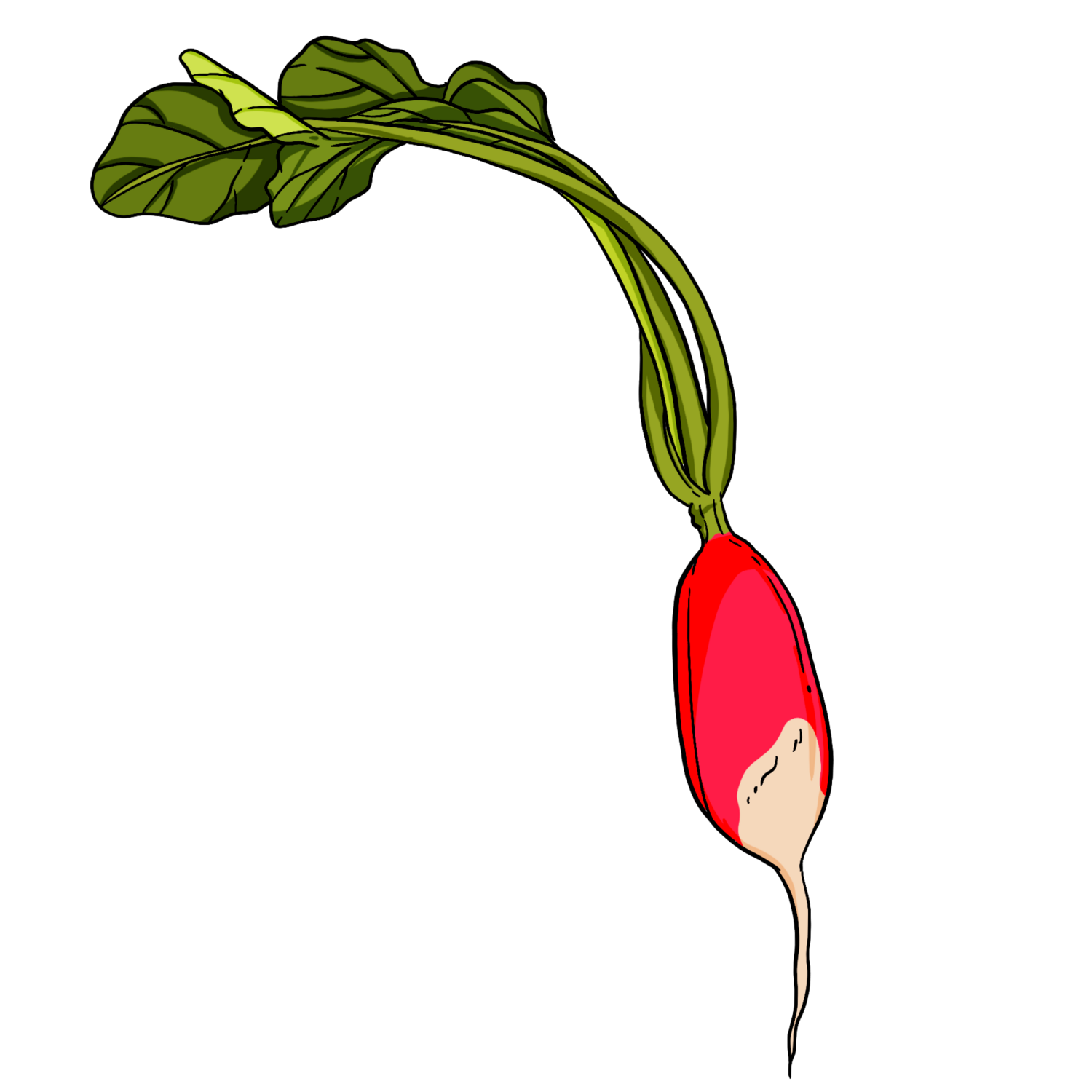 French Breakfast Heirloom Radish