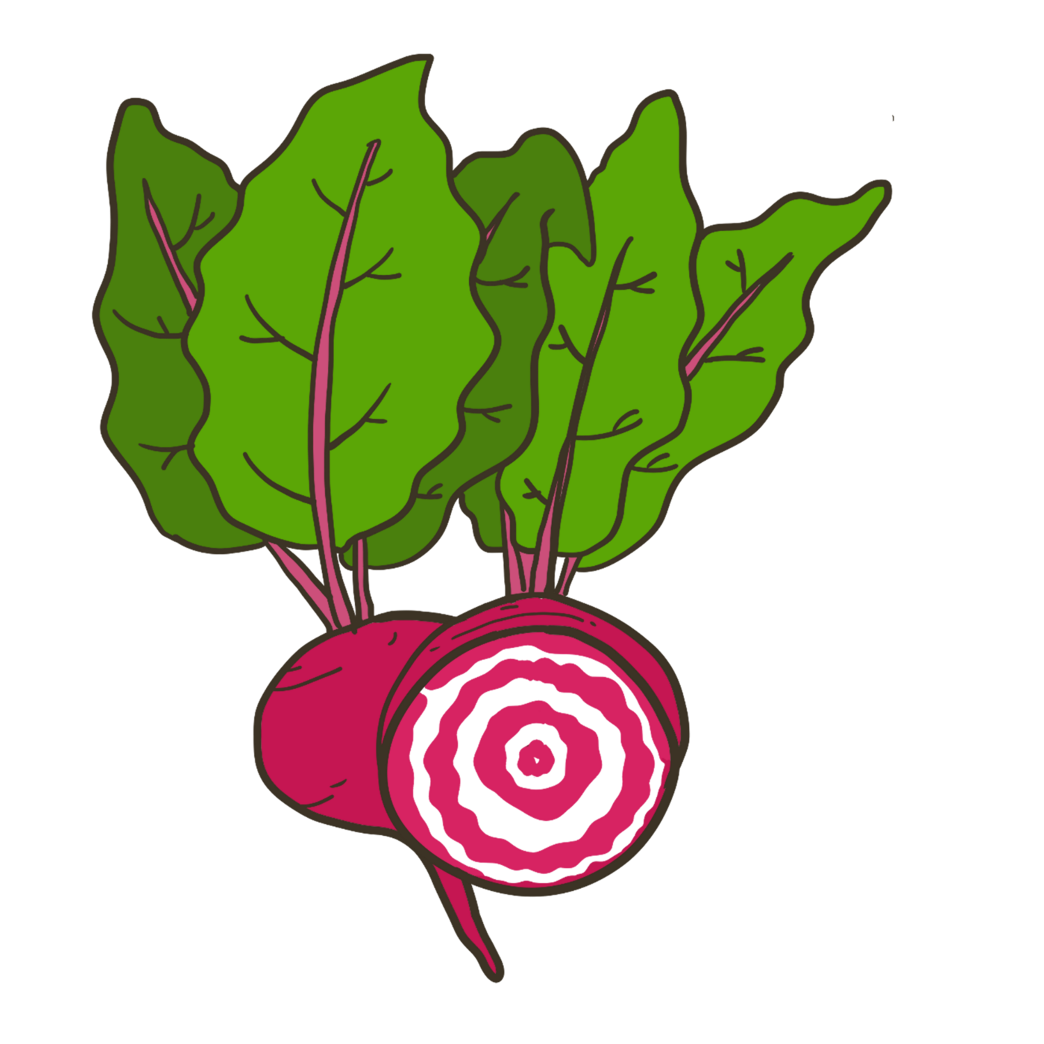 Chioggia Heirloom Beets