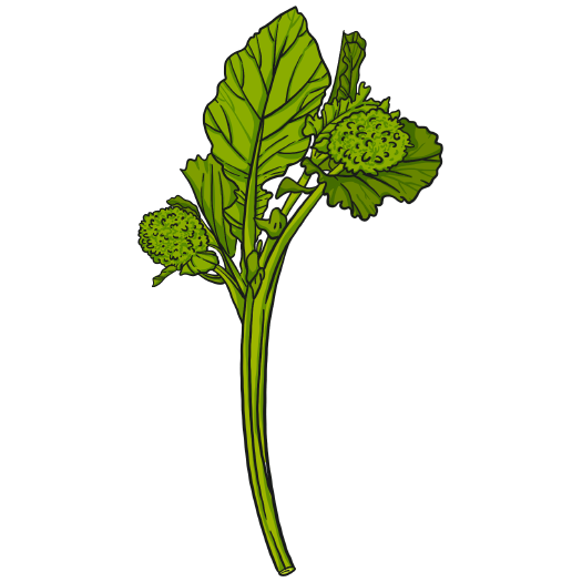 Rapini Spring Raab