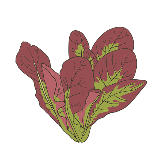 Rouge d&#39;Hiver Lettuce