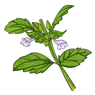 Lemonbalm