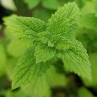 Lemonbalm
