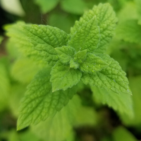 Lemonbalm