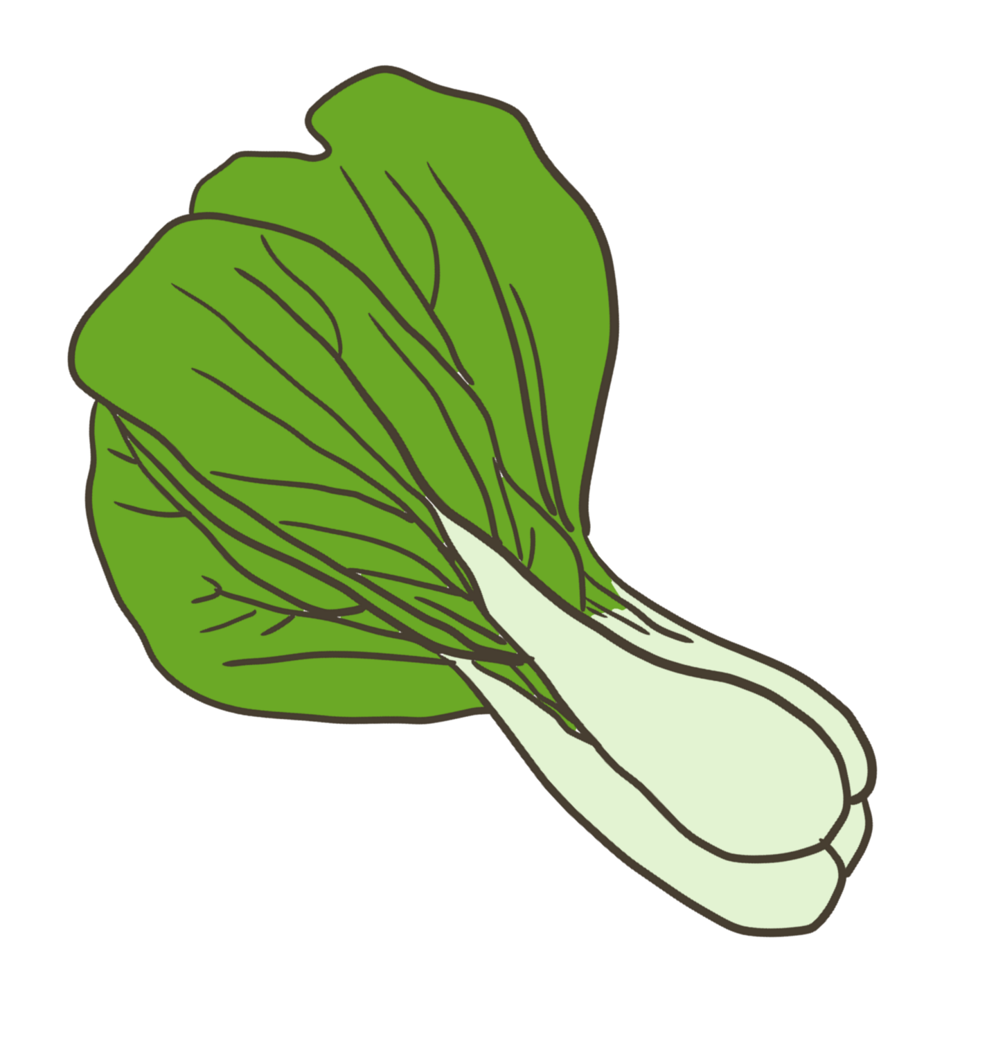 Shanghai Green Bok Choy