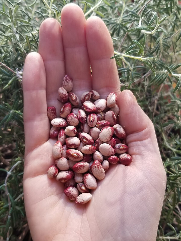 Seneca Cornstalk pole beans (Colorado River Bean)
