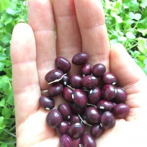 Abenaki Vermont Cranberry pole bean