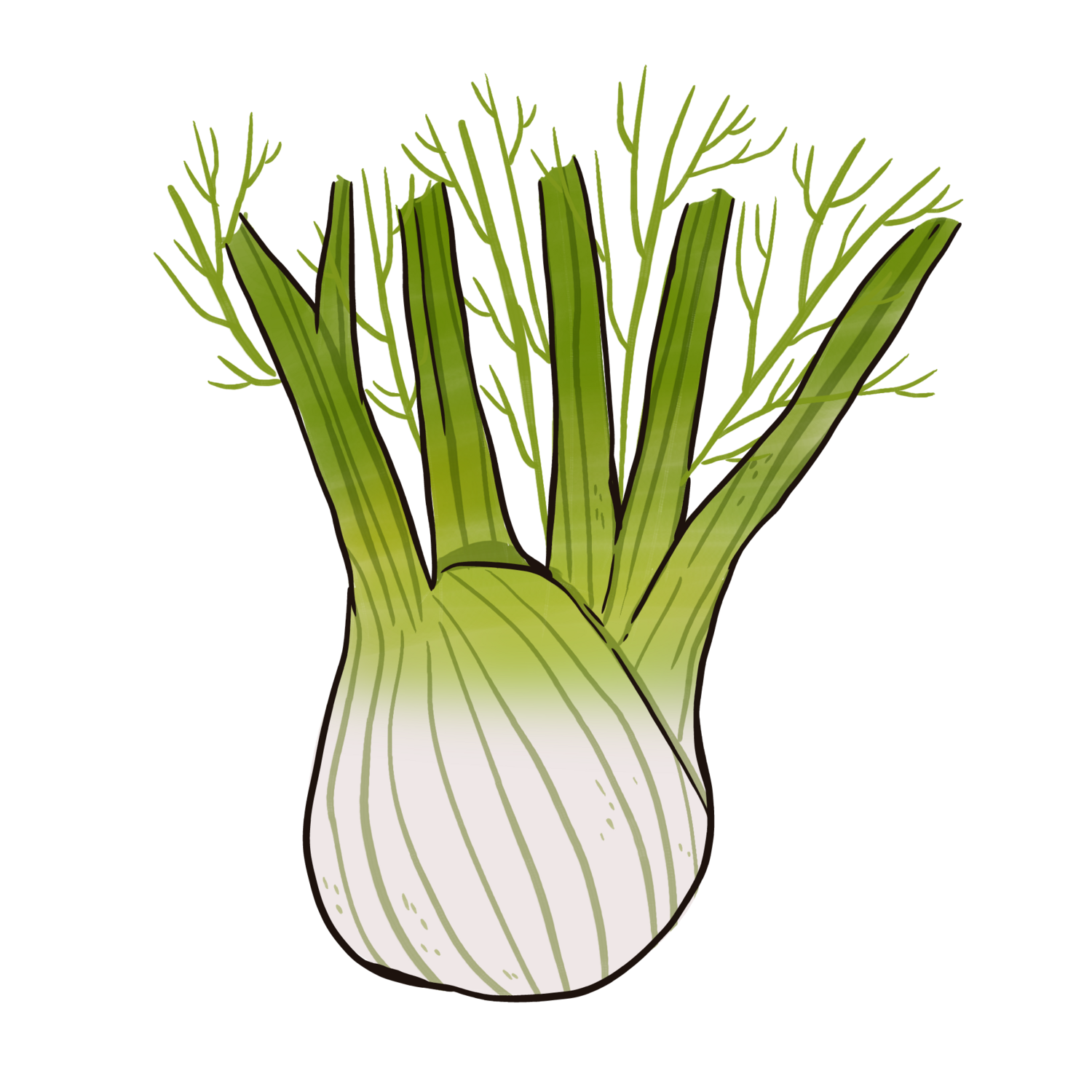 Florence Fennel
