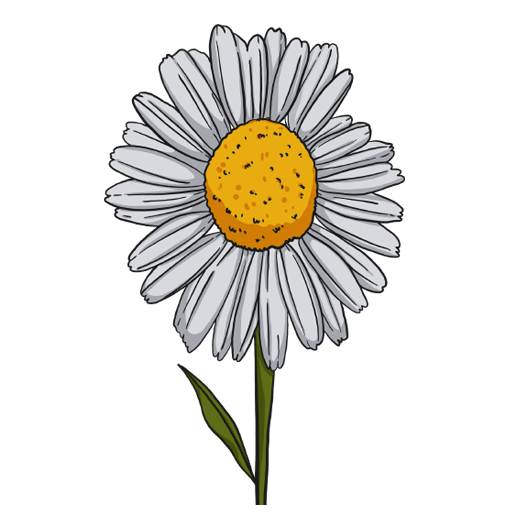 German Chamomile