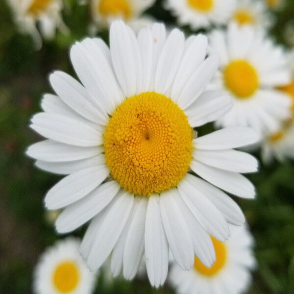 German Chamomile