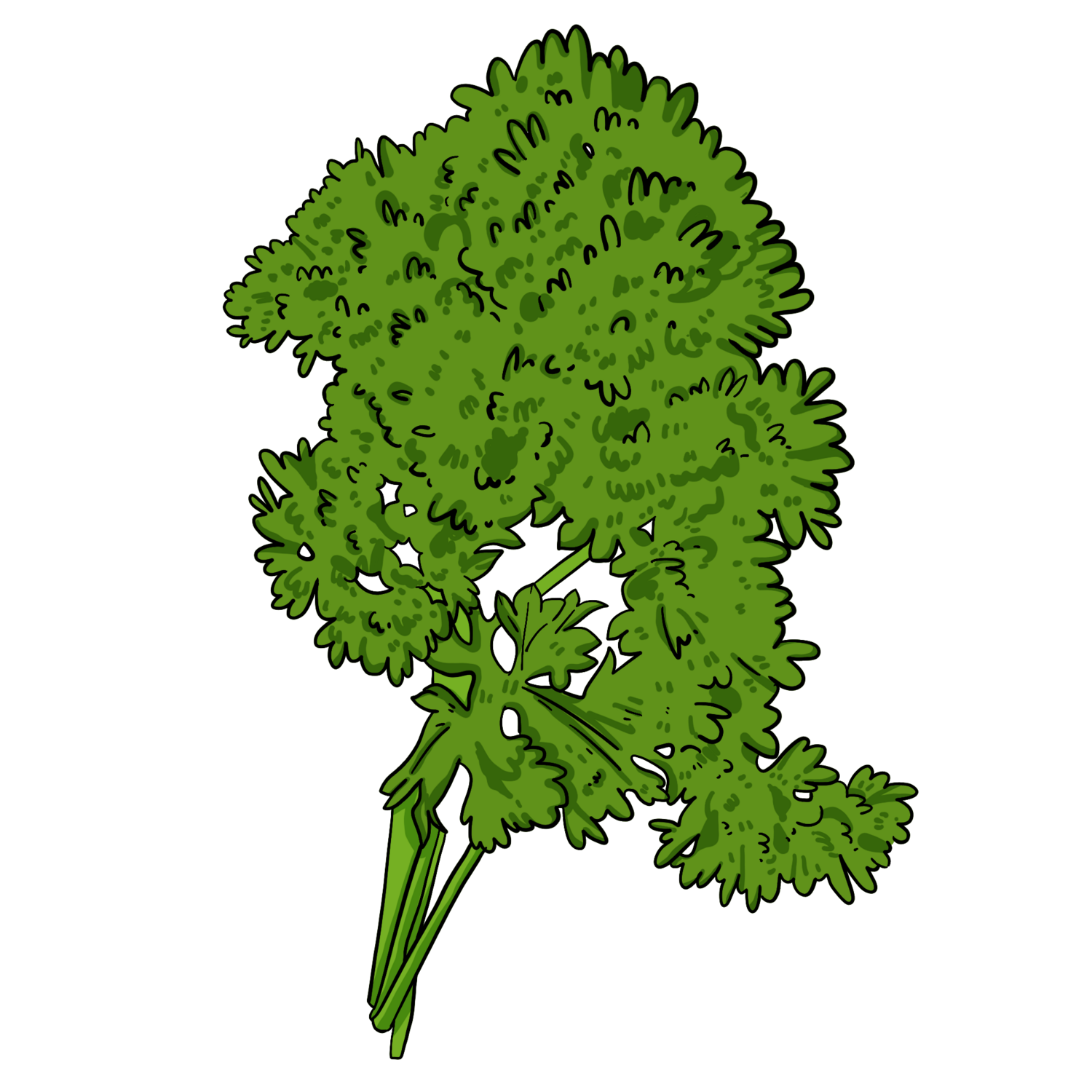 Curly Moss Parsley