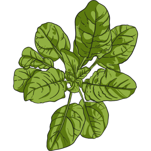 Bloomsdale Longstanding Heirloom Spinach