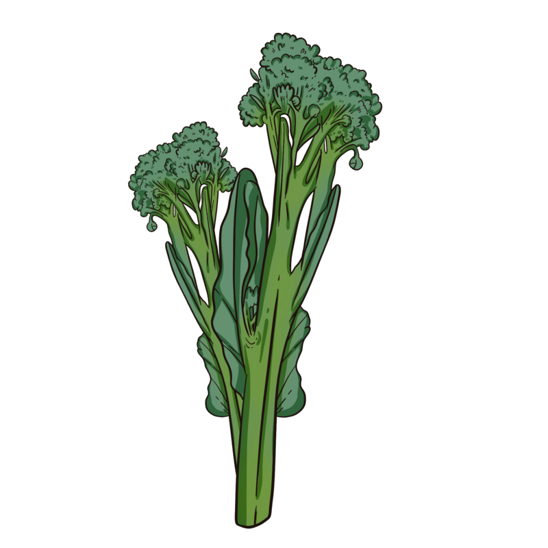 Di Cicco Heirloom Broccoli