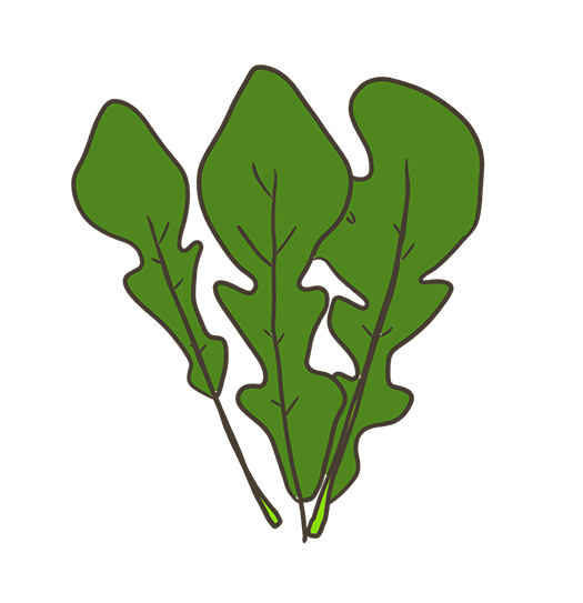 Arugula Roquette Tournesol