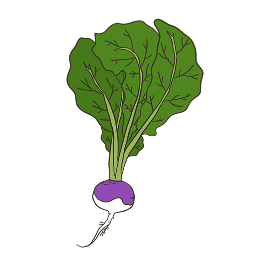 Purple Top Turnip