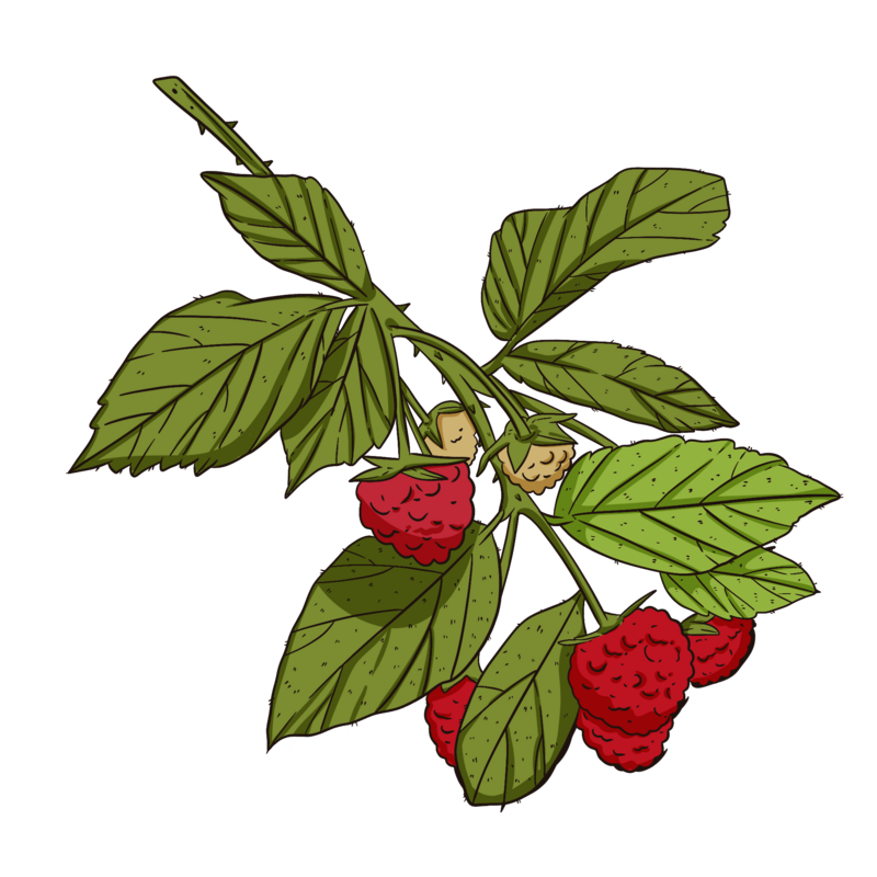 Fruits