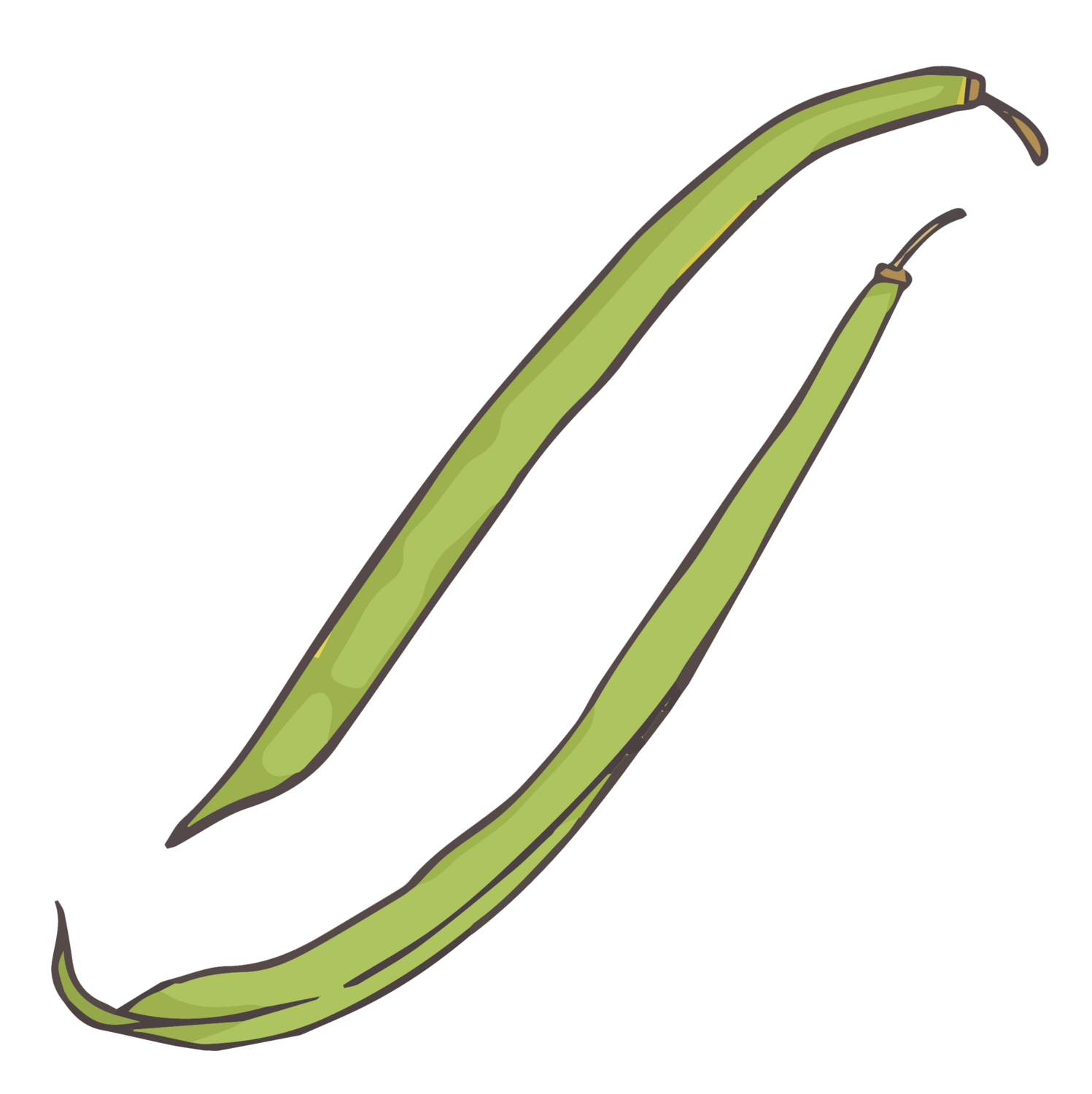 Blue Jay bush bean
