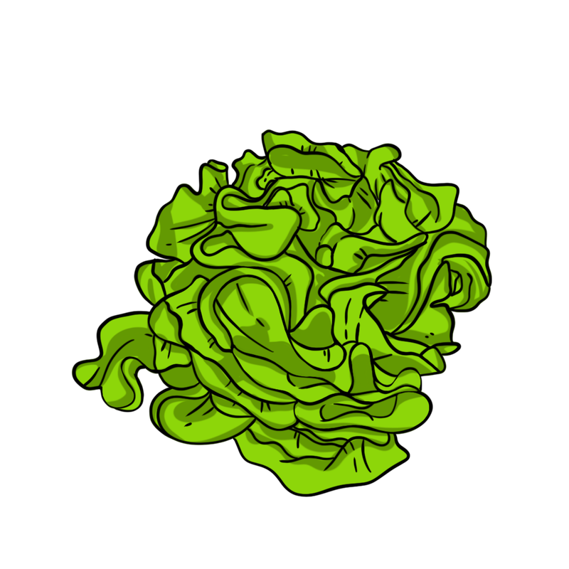 Lettuce