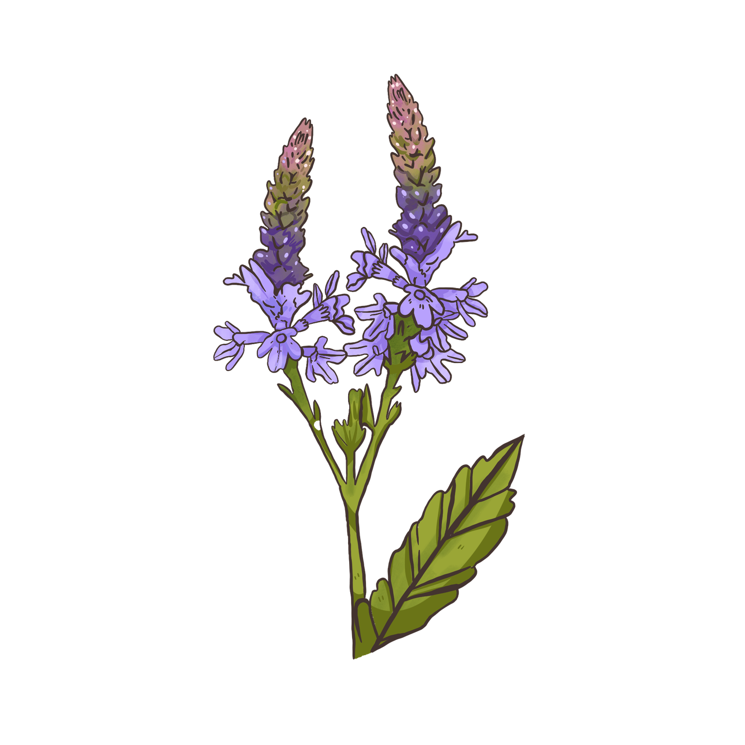 Blue Verveine