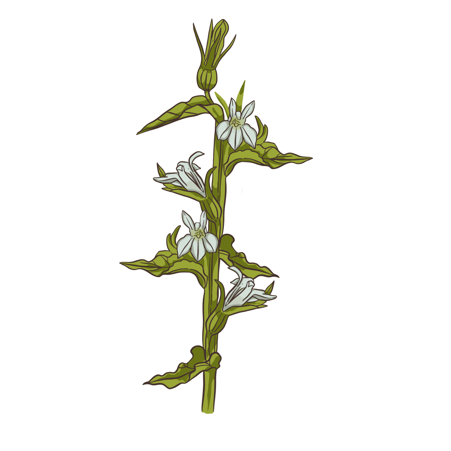 Beardtongue foxglove