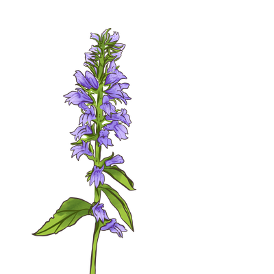 Blue Lobelia