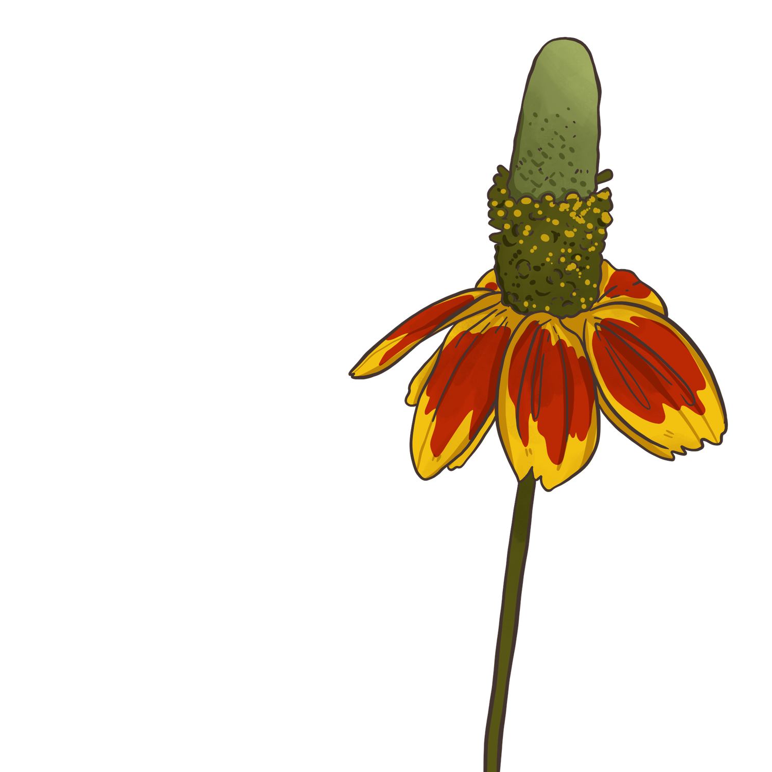 Mexican Hat flower