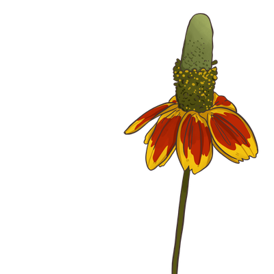 Mexican Hat flower