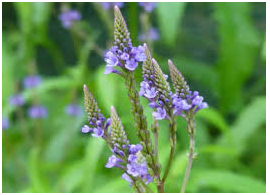 Blue Verveine