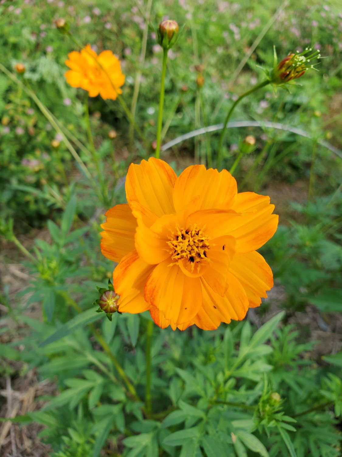 Sulfur Cosmos Flowers