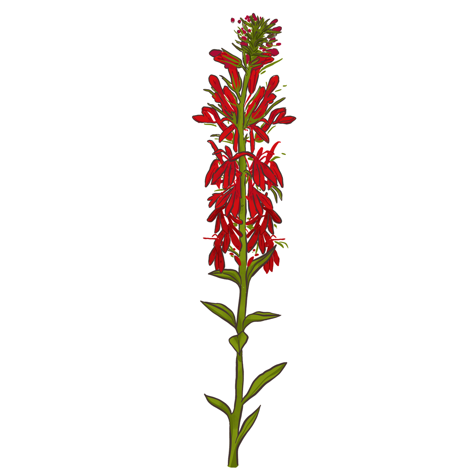 Cardinal Flower