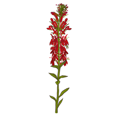 Cardinal Flower