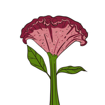Cockscomb and Flamingo Feather flowers - celosia