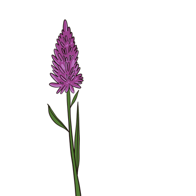 Cockscomb and Flamingo Feather flowers - celosia