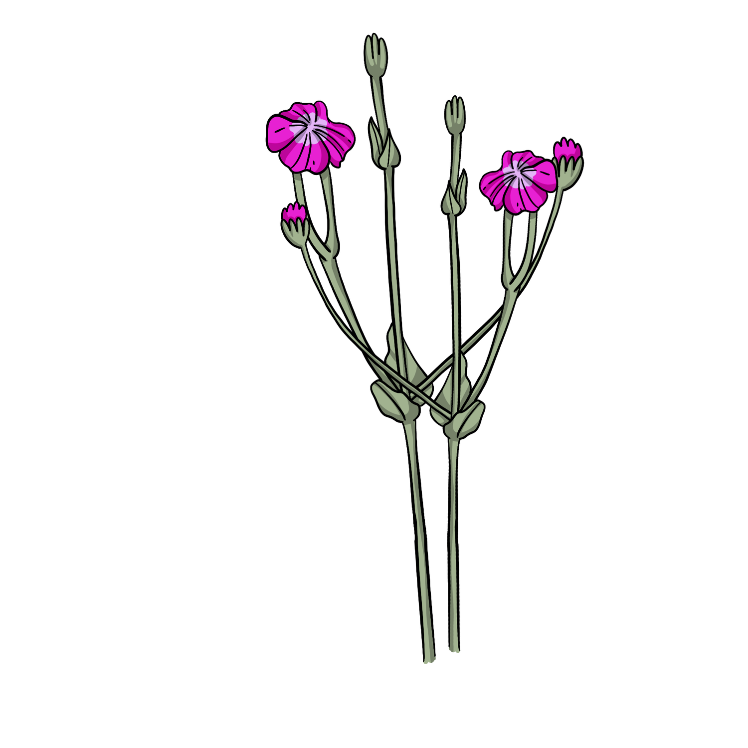 Rose Campion