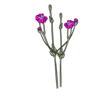 Rose Campion