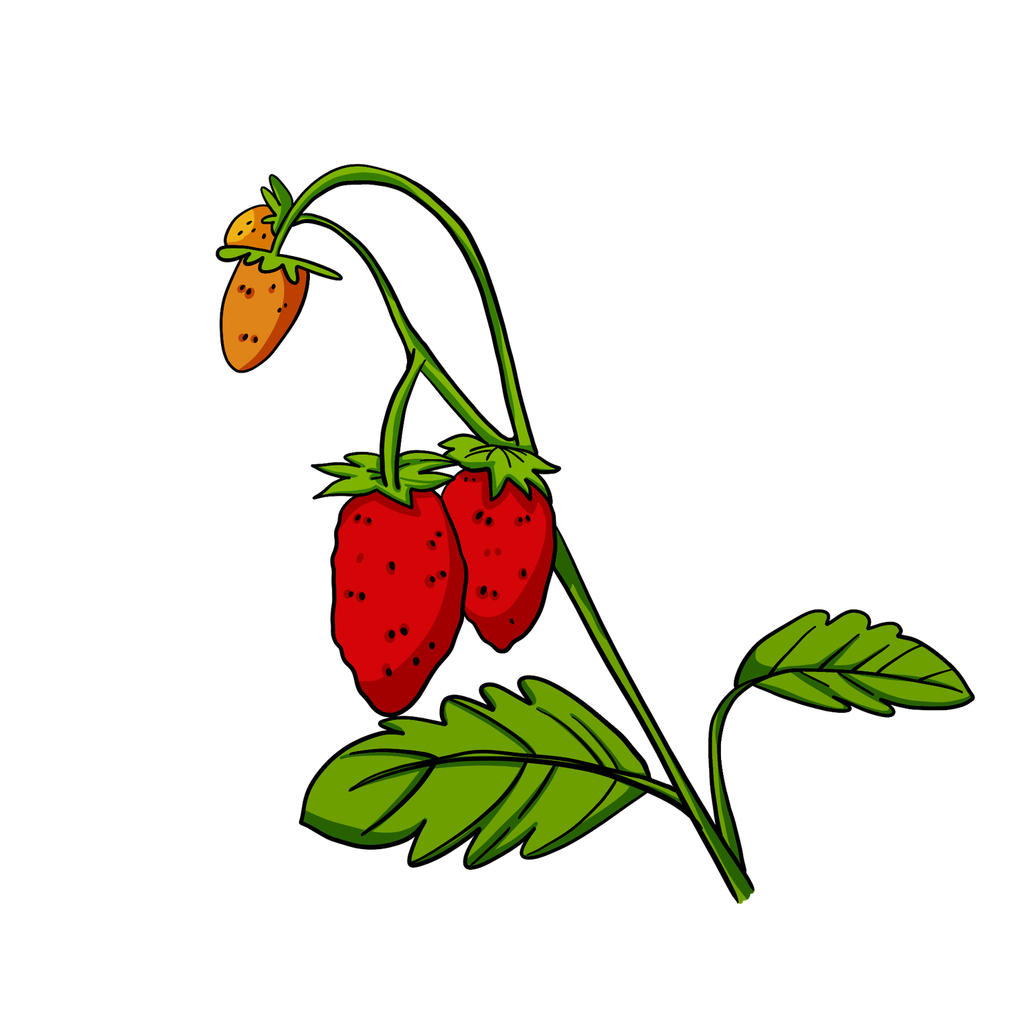 Alpine Strawberry