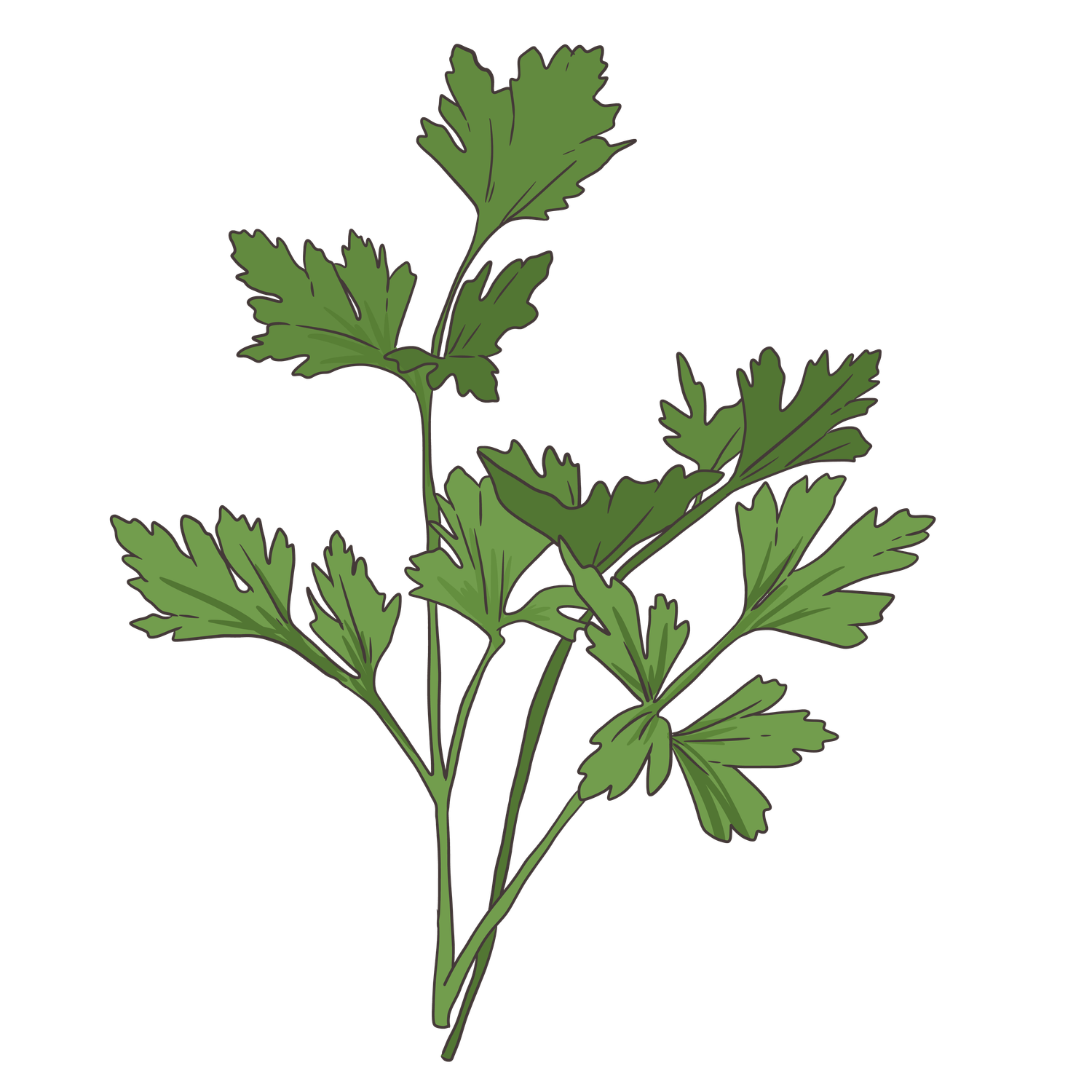 Santo Coriander