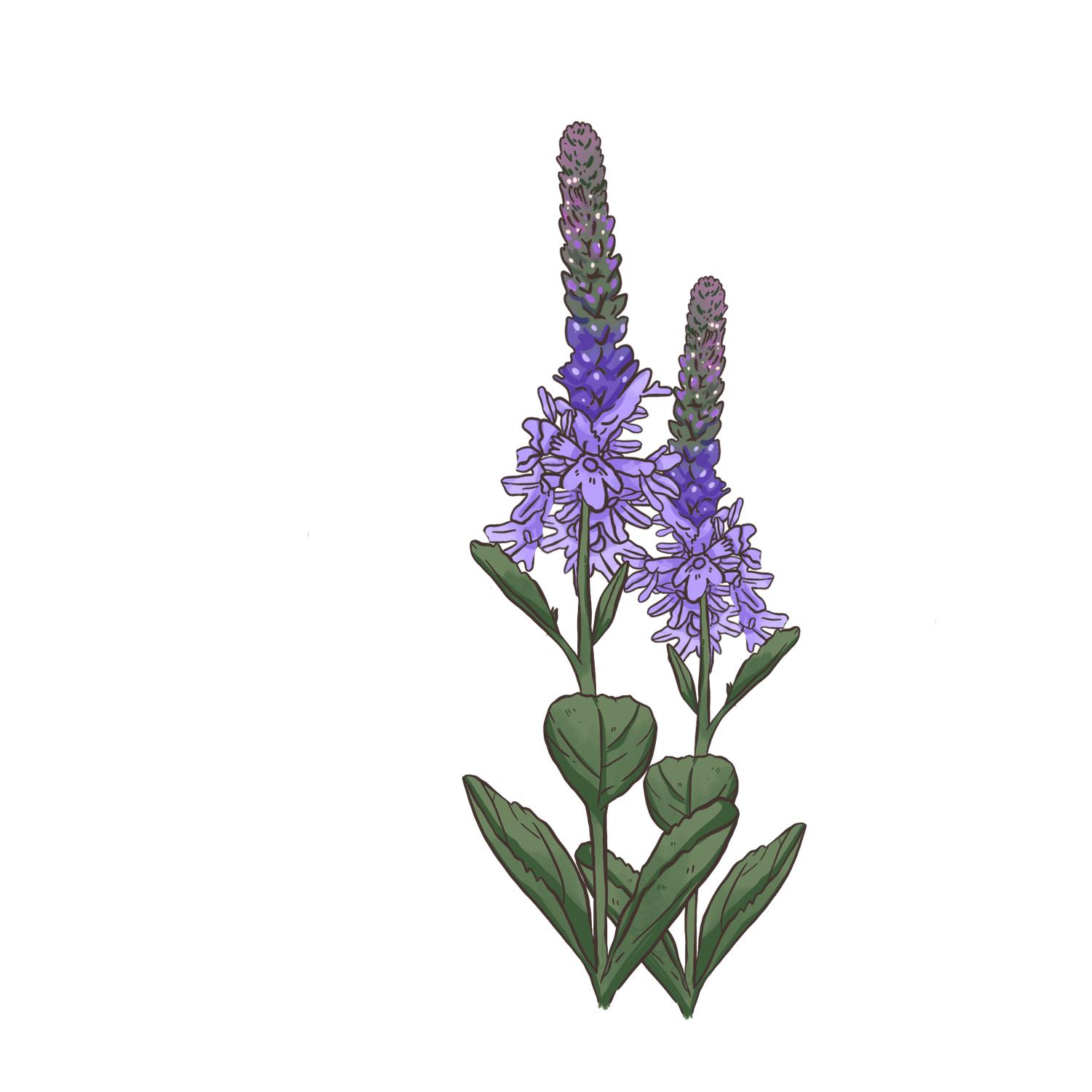 Hoary Verveine