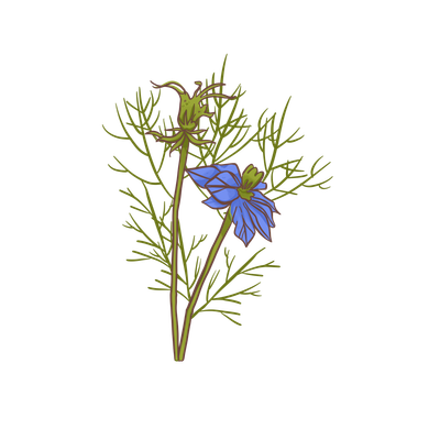 Nigella Damas - love in a mist
