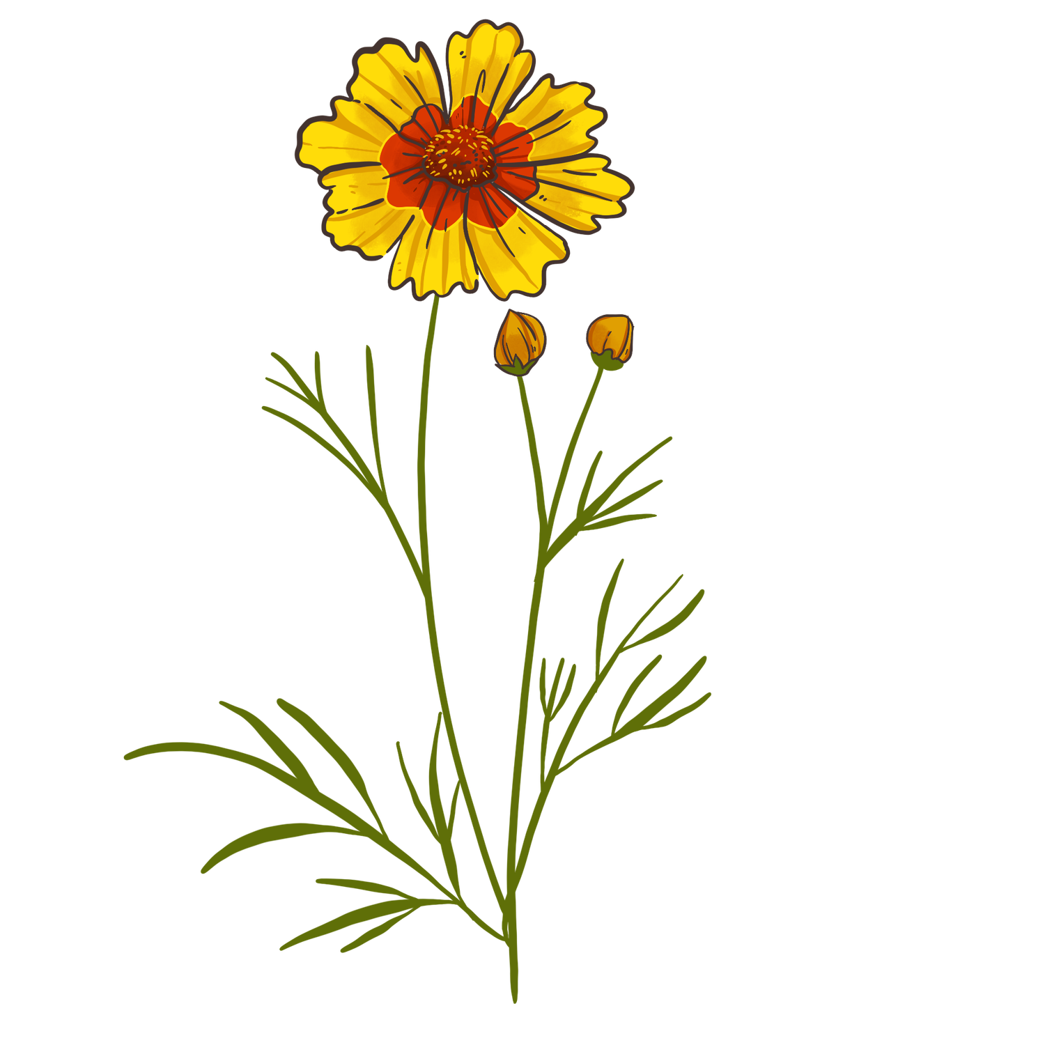 Dyers Coreopsis