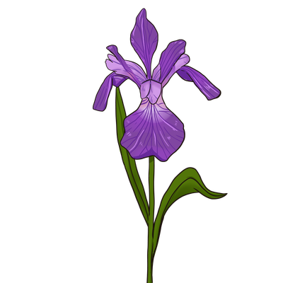 Siberian Iris