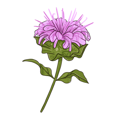 Wild Bergamot