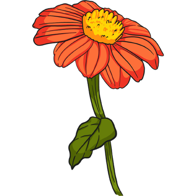 Mexican Sunflower Tithonia Torch