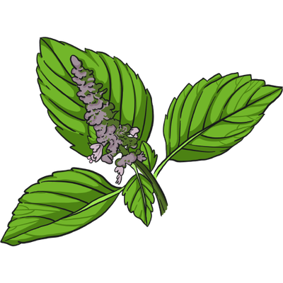 Sacred Basil