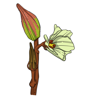Alabama Red Okra